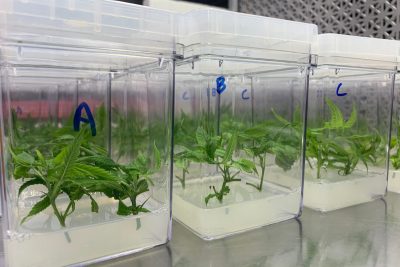 cannabis growing in research laboratory at UConn Storrs campus