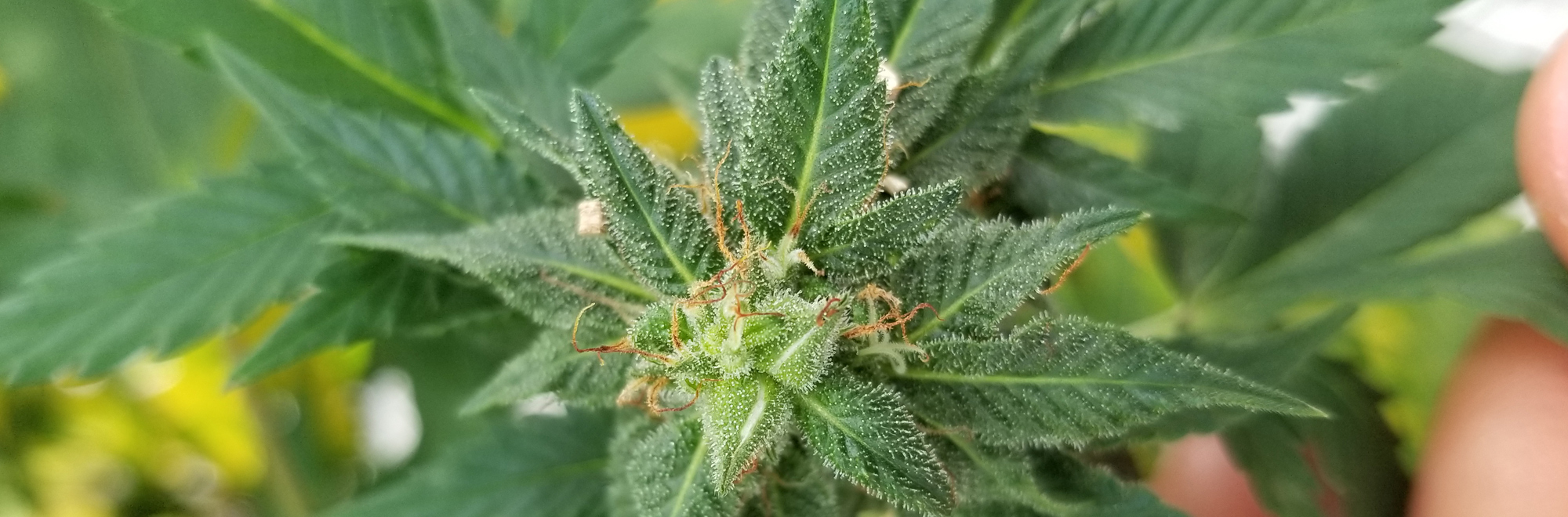 cannabis seeds on the plant