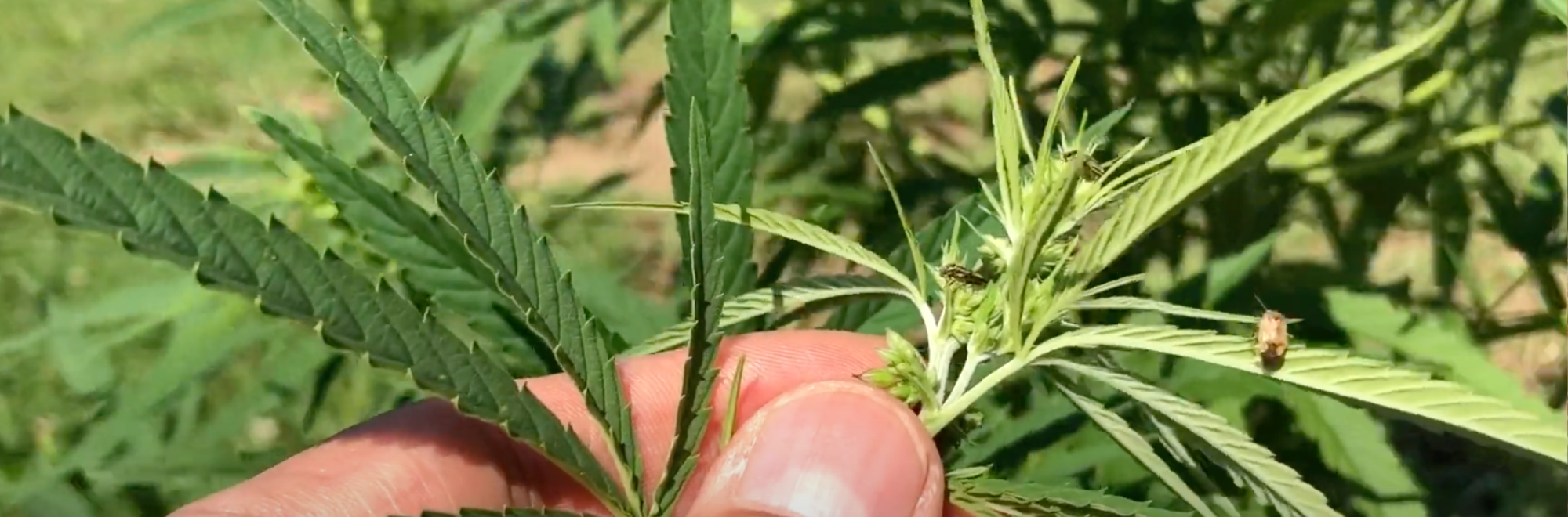 holding hemp with insects on plant